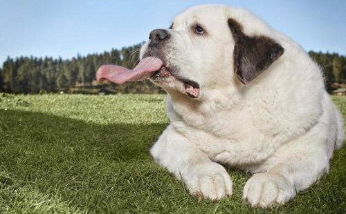 Мочи из США — обладательница самого длинного языка среди собак (2 фото + видео)