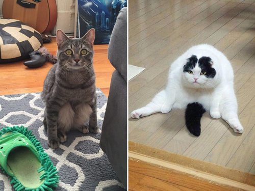 Смешные кошки, которые разучились сидеть по-кошачьи (17 фото)
