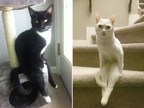 Смешные кошки, которые разучились сидеть по-кошачьи (17 фото)