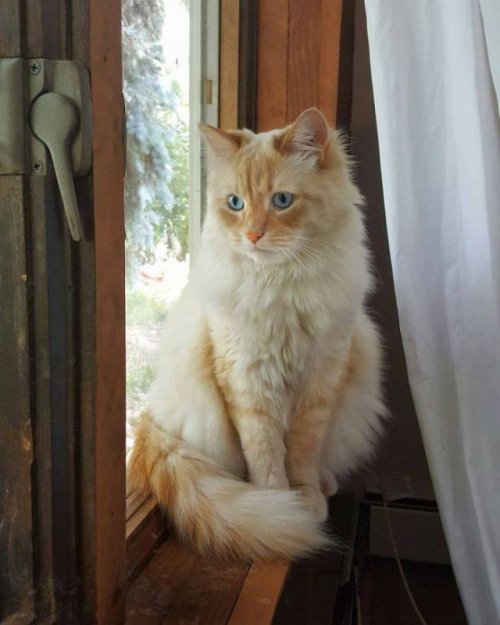 Кот, который просто обязан быть диснеевской принцессой (6 фото)