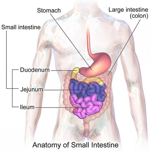 Интересные факты о желудочно кишечном тракте