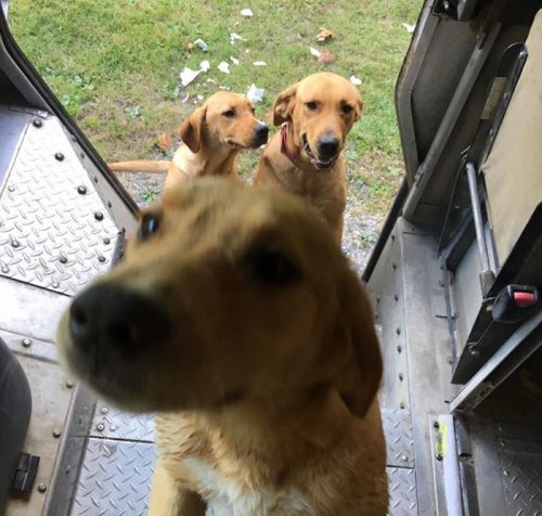 Прелестные собаки, встречающие работников курьерской службы UPS (19 фото)