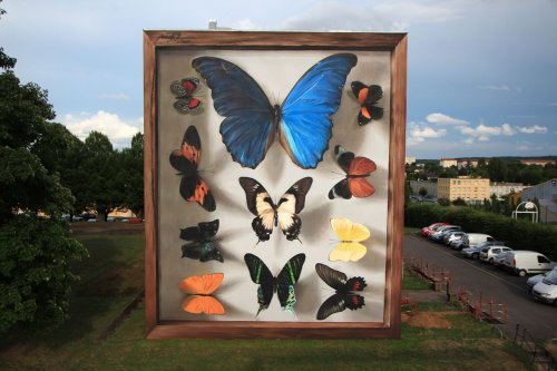 Энтомологический стрит-арт: коллекции бабочек на стенах домов (11 фото)