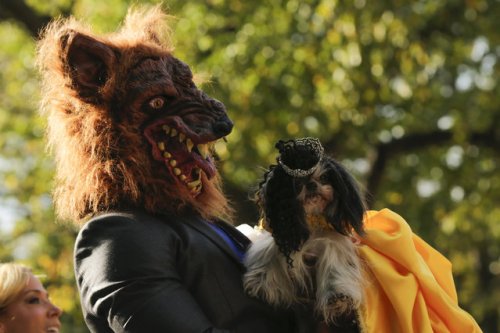 Ежегодный нью-йоркский парад собак в хэллоуинских костюмах (20 фото)