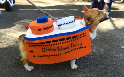 Ежегодный нью-йоркский парад собак в хэллоуинских костюмах (20 фото)