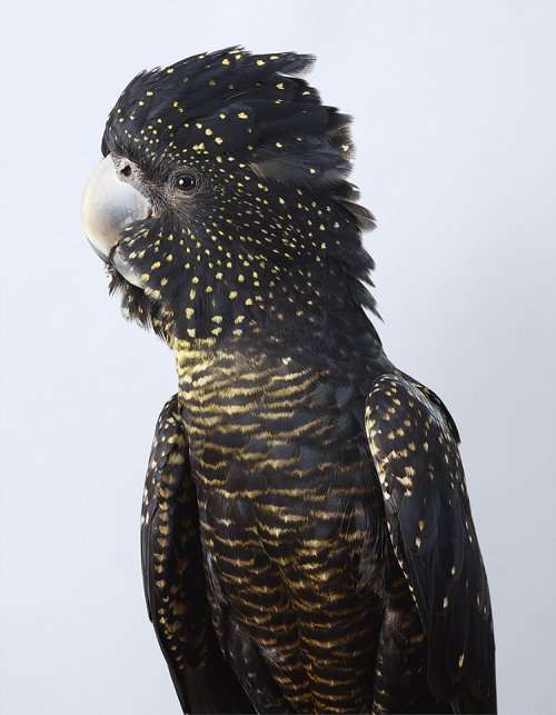 Разнообразие и красота птиц в фотографиях Лейлы Джеффрис (12 фото)