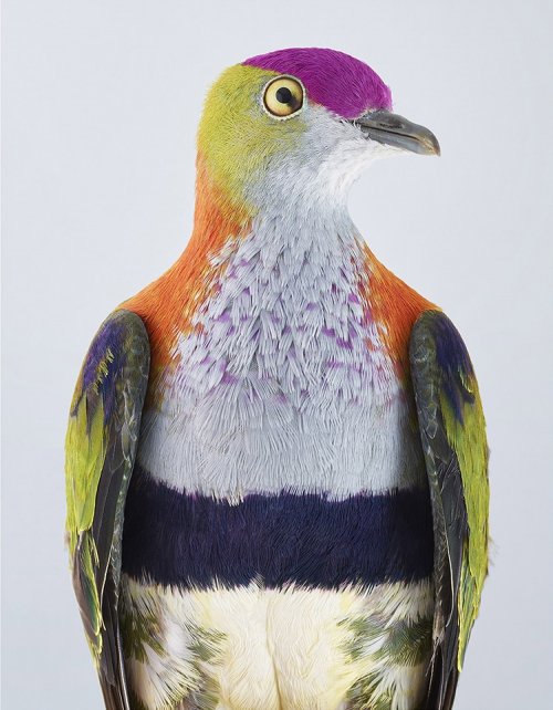 Разнообразие и красота птиц в фотографиях Лейлы Джеффрис (12 фото)