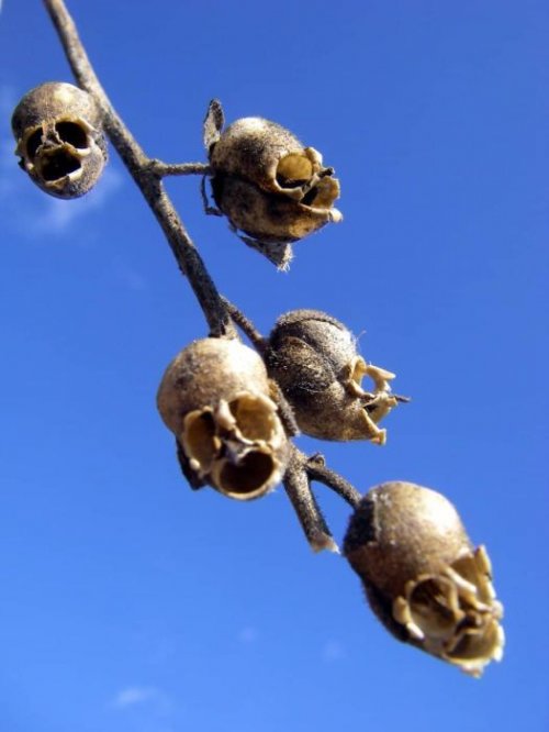Жутко выглядящие грибы и растения, о которых самое время узнать накануне Хэллоуина (18 фото)