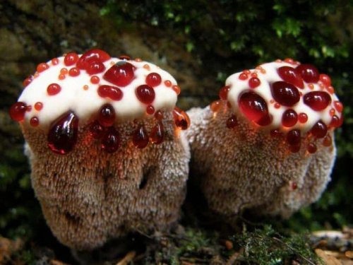 Жутко выглядящие грибы и растения, о которых самое время узнать накануне Хэллоуина (18 фото)