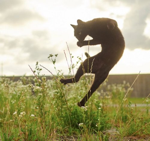 Кошки, в совершенстве владеющие боевыми искусствами (31 фото)