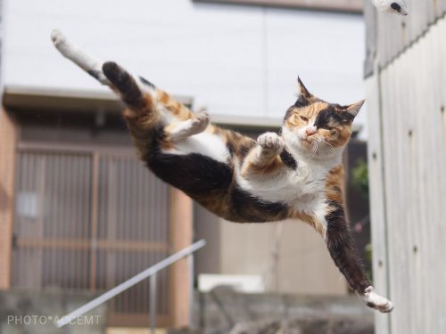 Кошки, в совершенстве владеющие боевыми искусствами (31 фото)