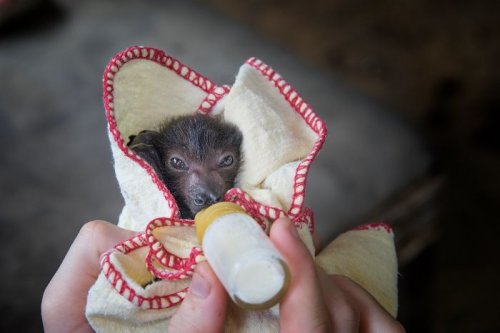 Фотографии с летучими мышами для тех, кто считает их зловещими существами (31 фото)