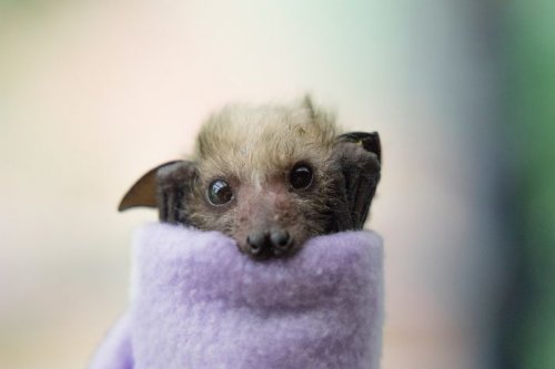 Фотографии с летучими мышами для тех, кто считает их зловещими существами (31 фото)