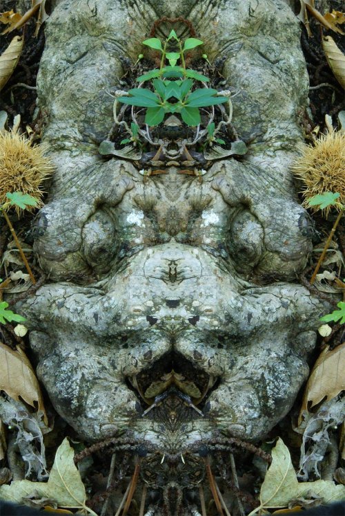 Зеркальные отражения коры деревьев в фотопроекте Элидо Турко (27 фото)