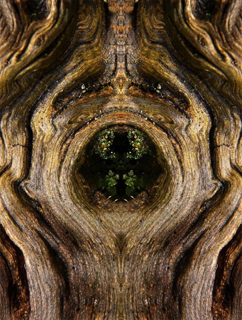 Зеркальные отражения коры деревьев в фотопроекте Элидо Турко (27 фото)