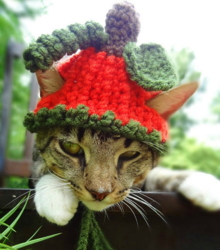 Кошки в шапках смешные