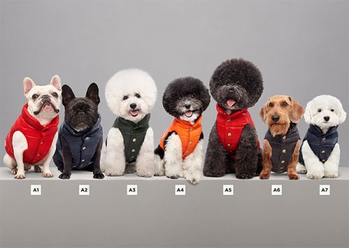 Итальянский бренд Moncler выпустил коллекцию курток для собак (8 фото)