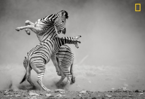 Замечательные фотографии, присланные на фотоконкурс National Geographic Nature Photographer of the Year (15 фото)