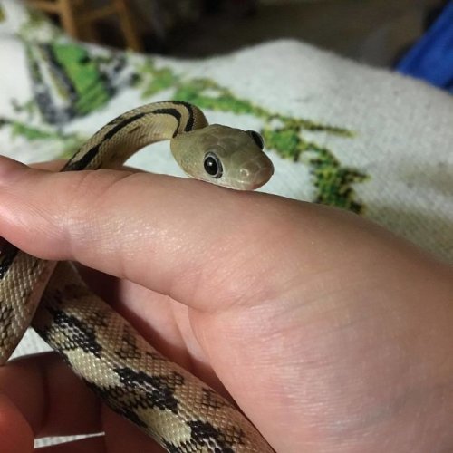 Фотографии с очаровательными змеями, которые помогут вам преодолеть страх перед ними (23 фото)