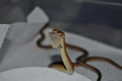 Фотографии с очаровательными змеями, которые помогут вам преодолеть страх перед ними (23 фото)