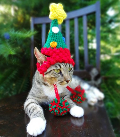 Яркие и разноцветные вязаные шапочки для кошек (15 фото)