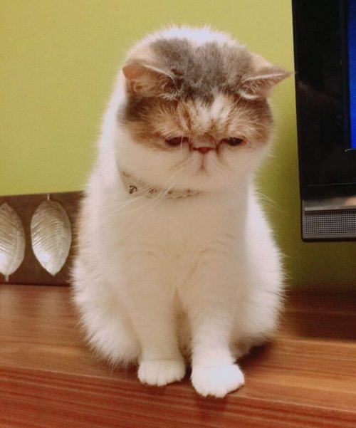 Стильная кошка Буона из Японии (25 фото)