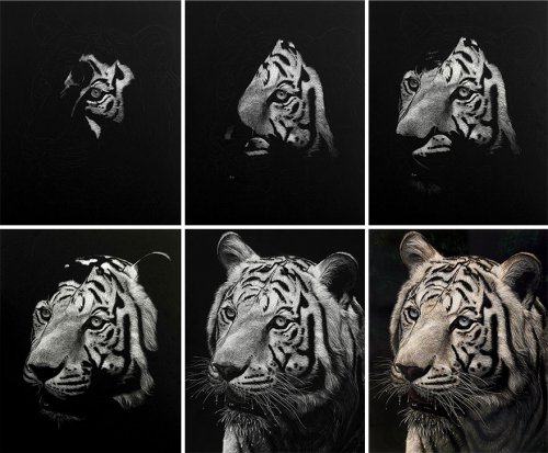 Гиперреалистичные портреты животных, нацарапанные на скретчборде (21 фото)