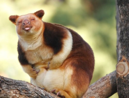 Очаровательные древесные кенгуру, которые вызовут вашу улыбку (26 фото)