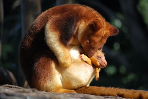 Очаровательные древесные кенгуру, которые вызовут вашу улыбку (26 фото)