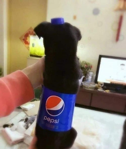 Забавный фототренд из Тайваня: собаки в виде бутылок сладкой газировки (7 фото)