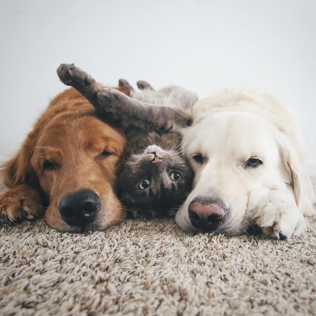 3 собаки есть. Дружба животных. Собака и кошка вместе. Разные животные вместе. Дружба кошки и собаки.