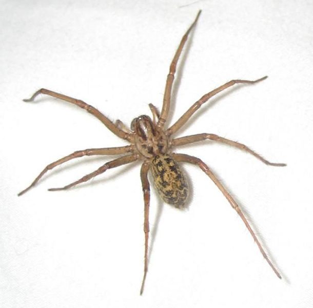 Виды домашних пауков, в том числе черные и серые пауки