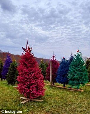 На ферме в Нью-Джерси выращивают разноцветные ёлки к Рождеству (8 фото)