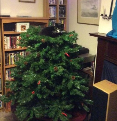 Главное украшение новогодней ёлки — это кошка! (15 фото)