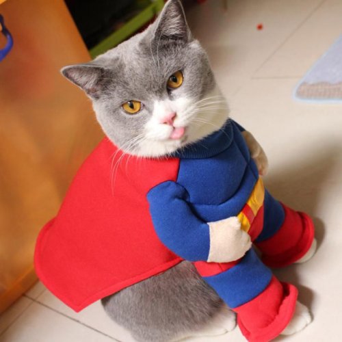 Супергеройские кошки, которые вызовут у вас улыбку (15 фото)