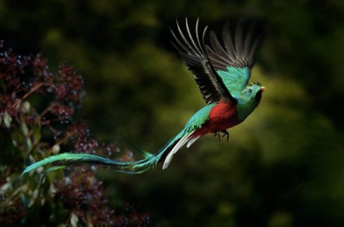 Топ-25: невероятные экзотические птицы, про которых вам будет интересно узнать