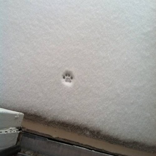 Реакция кошек на первый снег (19 фото)