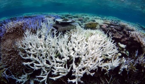 ТОП-10: Свежие факты про Большой Барьерный риф
