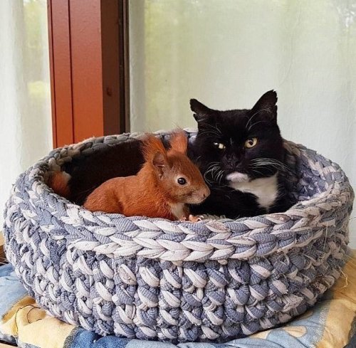 Неразлучные друзья бельчонок Тин-Тин и кот Тигр (8 фото)