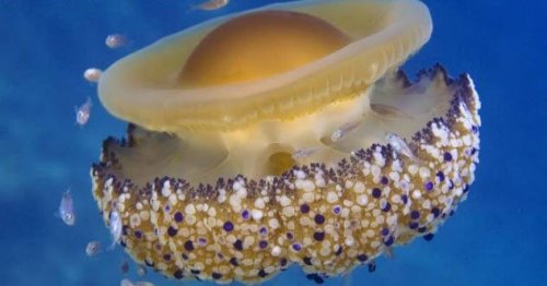 ТОП-10: Удивительные способы использования медуз