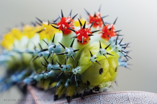Необычные гусеницы в фотографиях Игоря Сивановича (11 фото)
