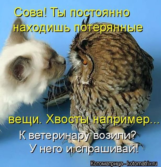 Кошки не птицы рф. Кошка Сова. Совенок и котенок. Дружба котика и Совы. Сова ест кота.