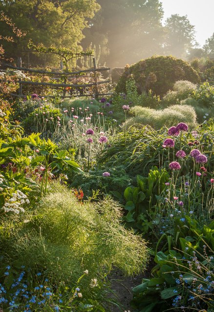 Победители международного конкурса на лучшую садовую фотографию UK International Garden Photographer of the Year (15 фото)