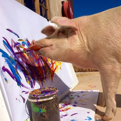 Свинка по кличке Пикассо рисует картины, которые раскупают за тысячи долларов (2 фото + видео)