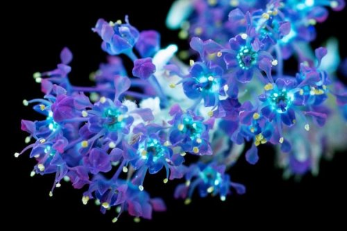 Флуоресцирующие цветы в фотографиях Крейга Бэрроуза (15 фото)