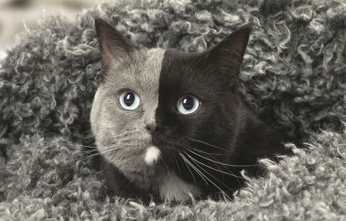 Очаровательная кошка-химера Нарния, которая покорит вас своей красотой (14 фото + видео)