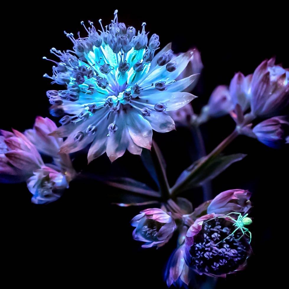 Клубные цветы. Цветы в ультрафиолете Крейг Берроуз. Крейг Берроуз. Фантастические цветы. Ультрафиолет для растений.