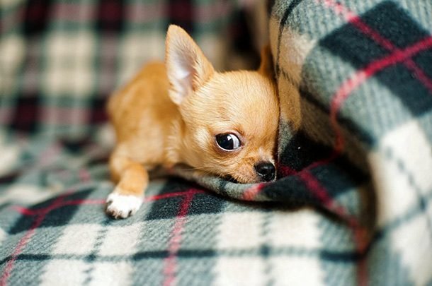 10 маленьких пород собак для жизни в квартире: умные, добрые, домашние
