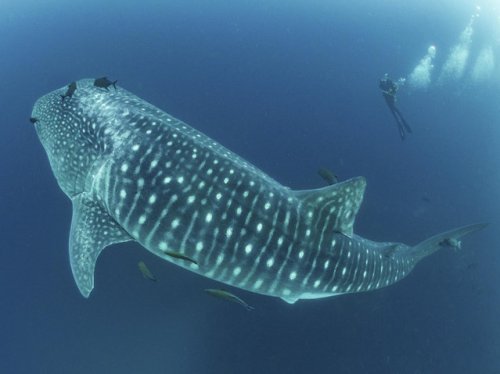 Найдена самая большая рыба в мире (7 фото)
