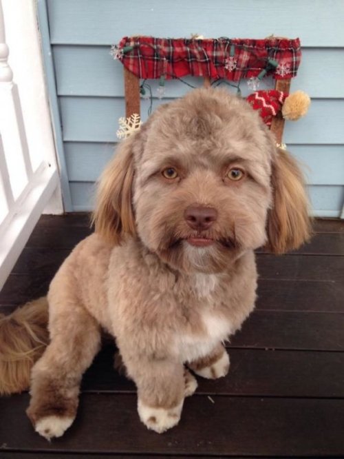 Необычный пёсик Йоги с "человеческим лицом" (6 фото)